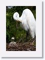 Great Egret with chicks