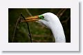 Great Egret with nesting material