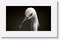 Snowy Egret in breeding plumage