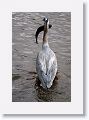 Great Blue Heron with lunch