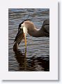 Great Blue Heron with lunch