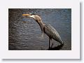 Great Blue Heron with lunch