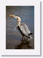 Great Blue Heron with lunch