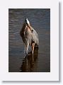 Great Blue Heron with lunch