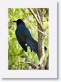 Boat-tailed Grackle