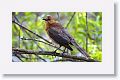 Boat-tailed Grackle (female)