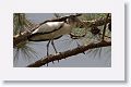 Wood Stork