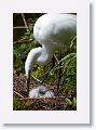 Great Egret with chicks