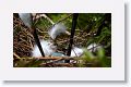 Great Egret with chicks