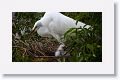 Great Egret with chicks