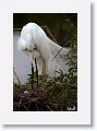 Great Egret with eggs