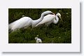 Great Egrets with chicks