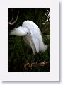 Snowy Egret