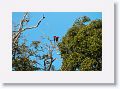 Red-and-green Macaw.