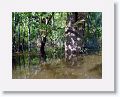 High water allows us to boat through flooded forest.