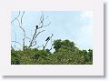 Greater Yellow-headed Vultures.