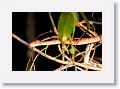 Amazon Tree-Boa.