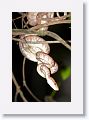 Amazon Tree-Boa.