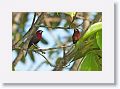 Silver-beaked Tanagers (male and female).