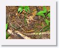 A well camouflaged frog.