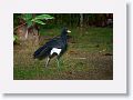 Black Curassow.