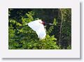 Jabiru Stork.