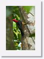 Red-necked Woodpecker.