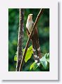 Squirrel Cuckoo.