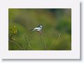 White-winged Swallow.