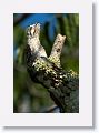 Common Potoo (immature).