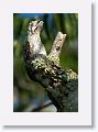 Common Potoo (immature).