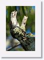 Common Potoo (immature).