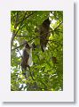 Crested Owls.