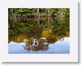 Grass pond.