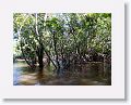 Flooded forest short-cuts cut miles off our boat trip back to Rockview lodge.