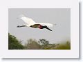 Jabiru Stork.