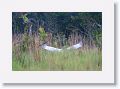 Jabiru Stork.