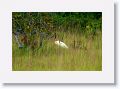 Jabiru Stork.