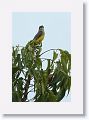 Tropical Kingbird.