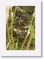 White-browed Antbird.