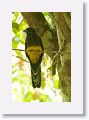 White-tailed Trogon (female).