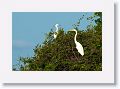 Snowy Egret (on left)  Great Egret (on right).