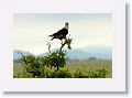 Northern Crested Caracara.