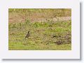 Eastern Meadowlark.