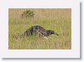 Giant Anteater with baby riding on her back.