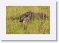 Giant Anteater with baby riding on her back.