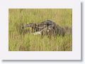 Giant Anteater with baby riding on her back.