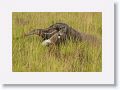 Giant Anteater with baby riding on her back.