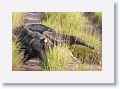 Giant Anteater with baby riding on her back.