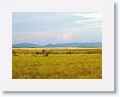 Late afternoon light on the savannah.